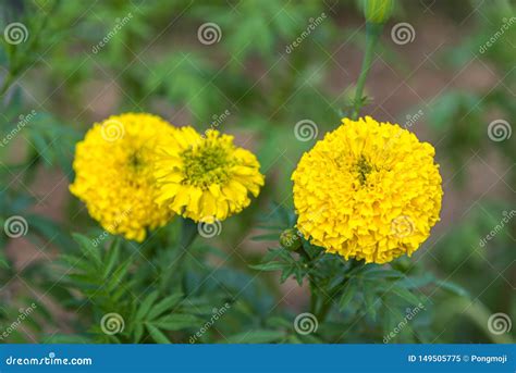 Cor Amarela Da Flor Ereta De Tagetes No Jardim Imagem De Stock