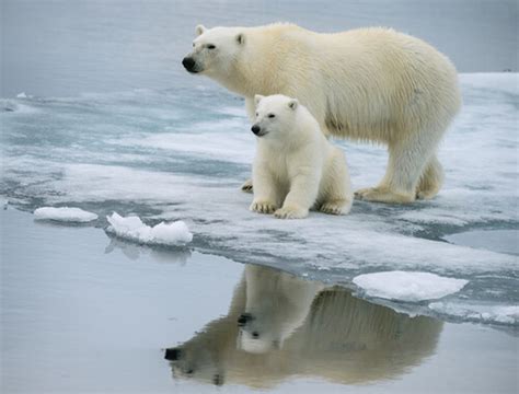 Características Del Oso Polar Hábitat Y Más ️ Postposmo Postposmo