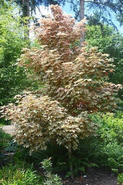 Klon jawor Esk Sunset Acer pseudoplatanus sprawdź ceny sadzonki w