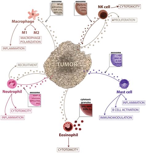 Vesicle Mediated Interactions Between Tumor And Innate Immunity In