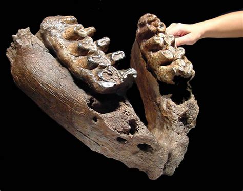 GOMPHOTHERE FOSSIL JAW MANDIBLE SHOVELTUSK GOMPHOTHERIUM FOSSILS TEETH