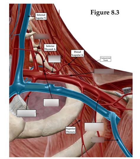 Dissection 8 Pectoral Vessels Diagram Quizlet