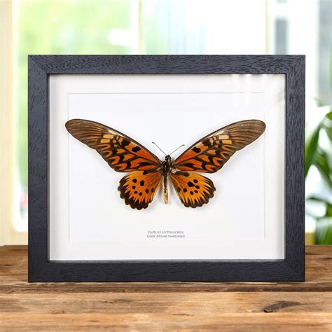 Giant African Swallowtail Butterfly In Box Frame (Papilio antimachus)