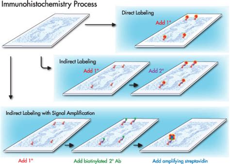 Immunostaining Principle 