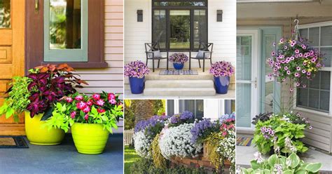 21 Colorful Outdoor Plants for Patio and Porch | Balcony Garden Web