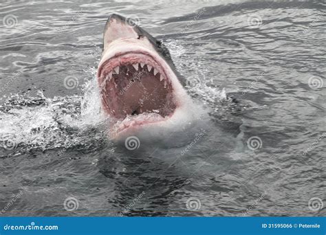 Great White Shark Attack Map