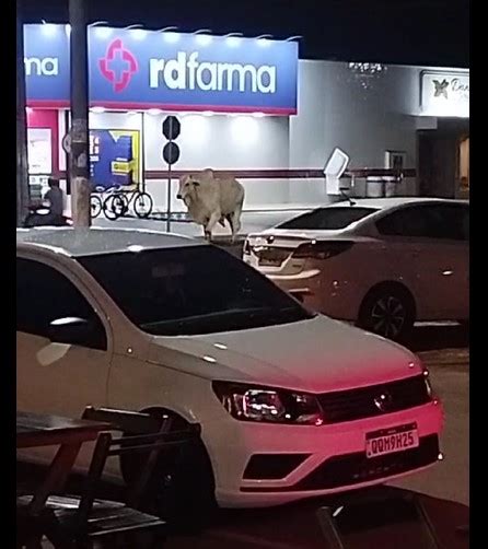 Vídeo de boi andando em meio ao centro de cidade de Rondônia viraliza