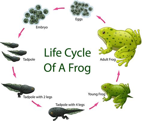 U.S. Army Corps of Engineers, North Hartland Lake, VT - #USACEeducates