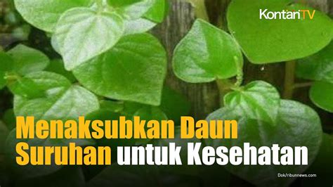 7 Manfaat Daun Suruhan Untuk Kesehatan Yang Menakjubkan Kontan News