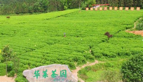 湖南華萊：「安化黑茶之鄉」碼頭老街折射當年「茶鄉」繁華 每日頭條