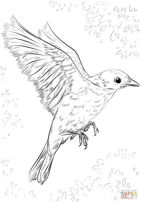 Beautiful Idaho State Bird Coloring Page | Thousand of the Best printable coloring pages for kids!