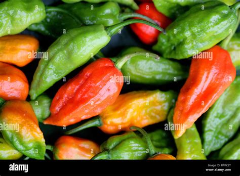 Extremely spicy Ghost chilli - Naga Jolokia chilis in Kohima market ...