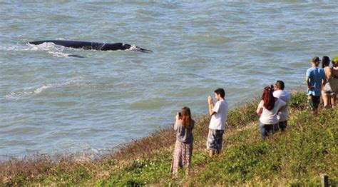 Observa O De Baleias Uma Experi Ncia Nica Na Natureza