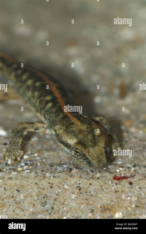 Euproctus Platycephalus Sardinian Brook Salamander Stock Photo Alamy