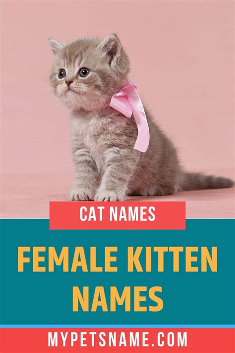 Female Kitten Names: Best, Cute, Unique & Adorable Names for Your New ...