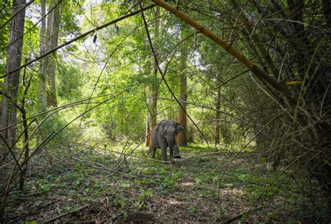 Vietnam S Last Wild Elephants On The Brink Of Survival