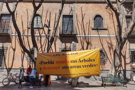 Árboles de Plaza de la Democracia Manifestación Gran Angular