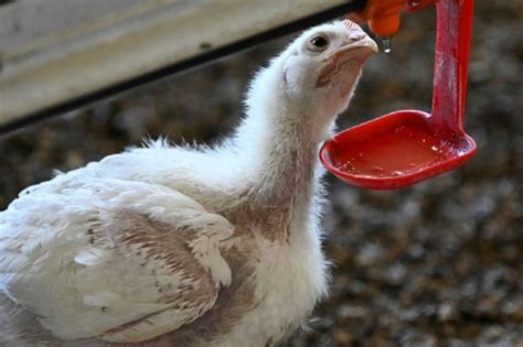 Can factory chicken really help save the climate? - eNCA