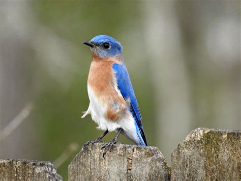 Eastern Bluebird1.jpg | BirdForum