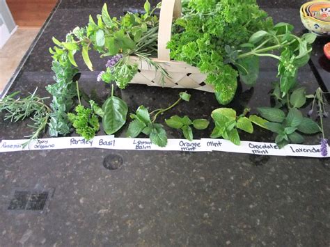 How To Make An Herb Drying Rack And Harvest Herbs Farm Fresh And Active