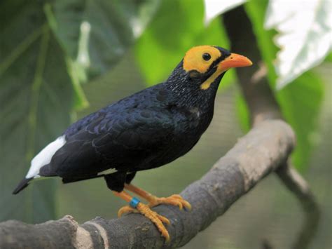 Minodumontii 10a Dumonts Myna Or Yellow Faced Myna Flickr