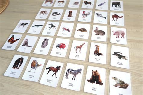 Kit Flashcards Animais Em Portugu S E Ingl S Elo