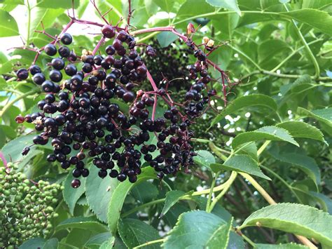 tree with black berries in summer - Chung Benton