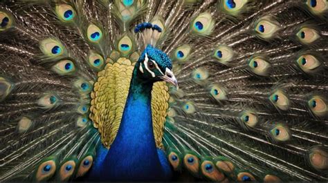 Premium Ai Image A Peacock With Its Feathers Spread Out And Feathers