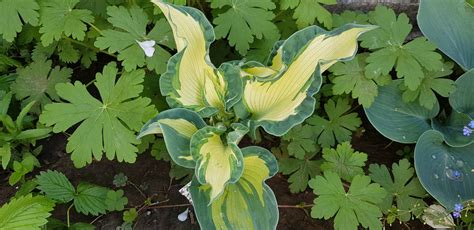 Хоста /Hosta /Функия - Страница 105 - Форум HobbyKafe.com