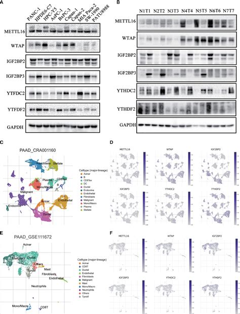 Frontiers Comprehensive Analysis Of M6a Rna Methylation Regulators