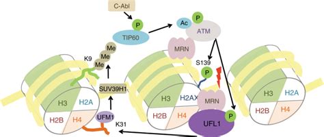 Ufl Promotes Histone H Ufmylation And Atm Activation Nature