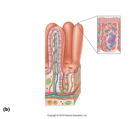 Digestive System-Villus and Microvilli Diagram | Quizlet