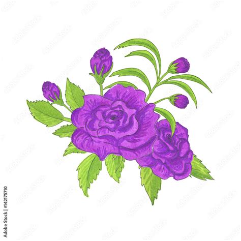 Watercolor Purple Rose Painting Hand Drawn Illustration Stock Adobe Stock