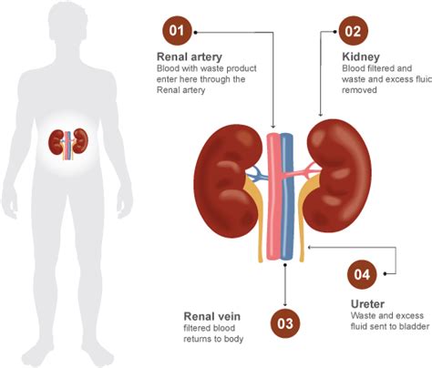 Download Human Kidney Function Diagram | Wallpapers.com