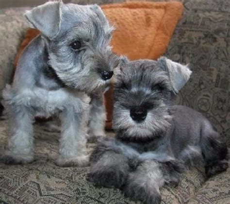 Schnauzer Sal Y Pimienta Cachorros De Calidad 3 999 00 En Mercado Libre