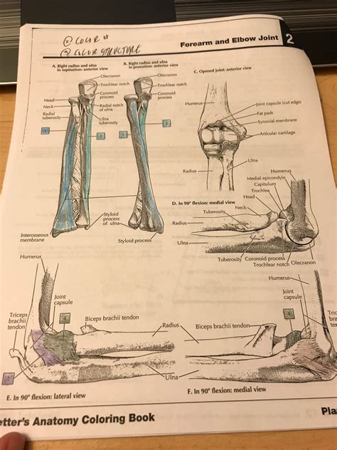 Forearm And Elbow Joint Diagram Quizlet