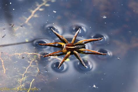 Raft Spider Female On Water Surface Photo Wp32539