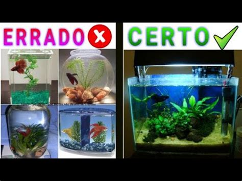 Peixe Betta Como Criar - COMO CRIAR PEIXE BETTA EM AQUÁRIO ? - YouTube