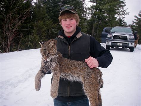 √ Bobcat Hunting In Maine - Alumn Photograph