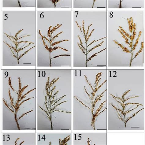 Agro Morphological And Genetic Diversity Studies In Rice Oryza Sativa