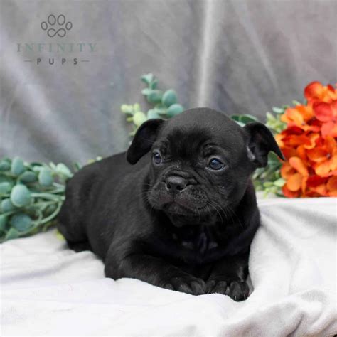 Frenchton Puppies For Sale • Adopt Your Puppy Today • Infinity Pups