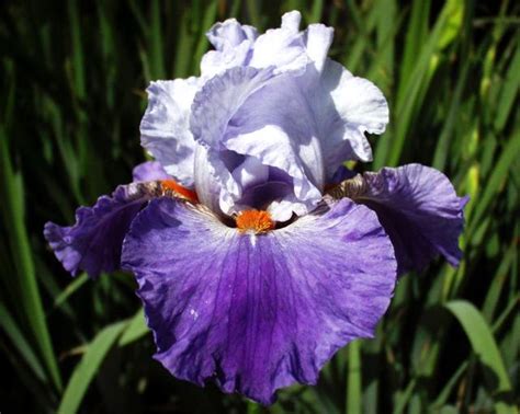 Mam Zelle Tall Bearded Iris Nola S Iris Gardens