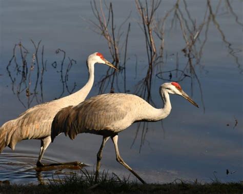 Crane Symbolism: 20 Spiritual Meanings Of Crane