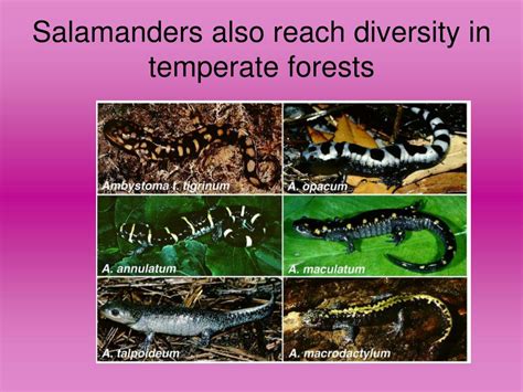 Ppt Species Diversity Powerpoint Presentation Free Download Id 6712316