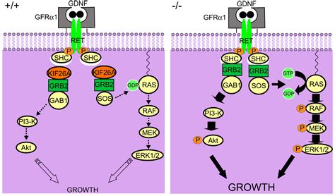 KIF26A Is An Unconventional Kinesin And Regulates GDNF Ret Signaling In