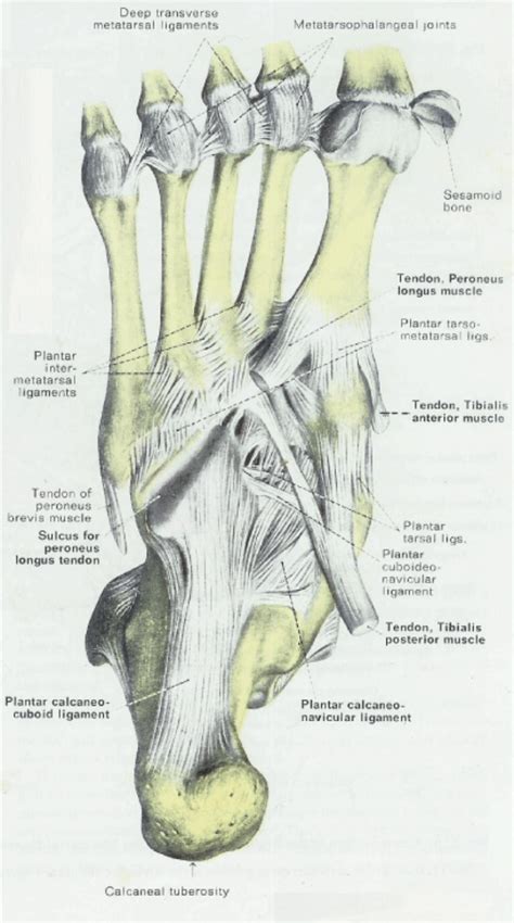 Anatomy Of Foot Bones And Tendons : Boned: Human Skeleton | Elecrisric