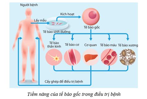 Lý Thuyết Sinh Học 10 Bài 16 Cánh Diều Công Nghệ Tế Bào