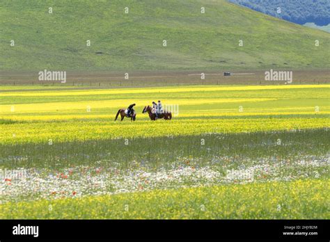 flowering  castelluccio  norcia june  umbria italy europe