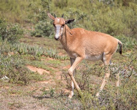 Bontebok National Park ~ Bontebok #47 – Making Picture-Perfect Memories ...