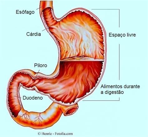 Boca Amarga Termo Tecnico - Boca amarga de manhã, causas, sintomas e remédios